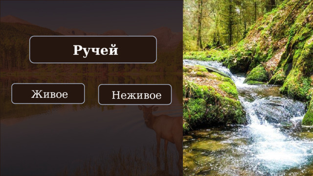  Ручей  Живое  Неживое 
