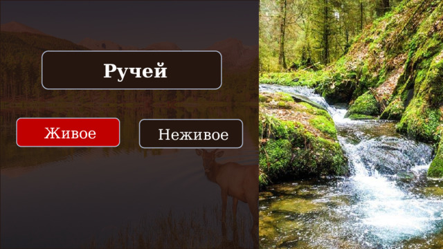  Ручей  Живое  Неживое 