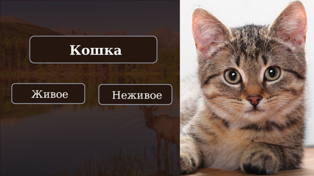  Кошка  Живое  Неживое 