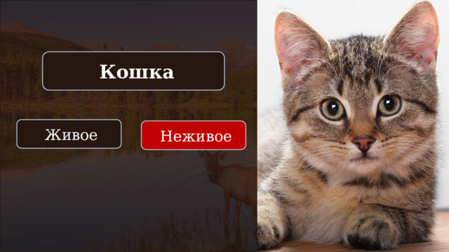  Кошка  Живое  Неживое 