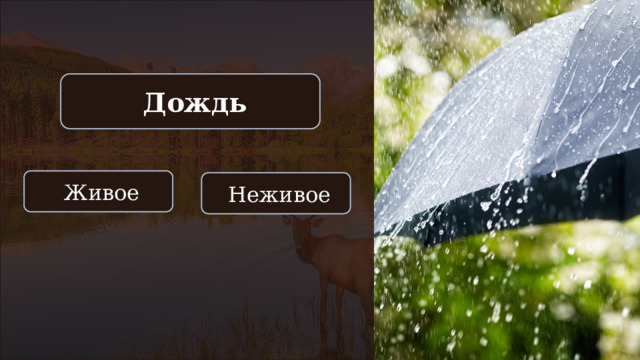  Дождь  Живое  Неживое 