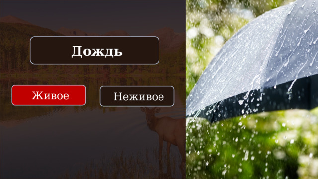  Дождь  Живое  Неживое 