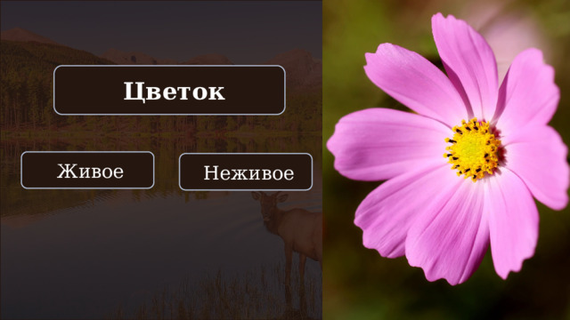  Цветок  Живое  Неживое 