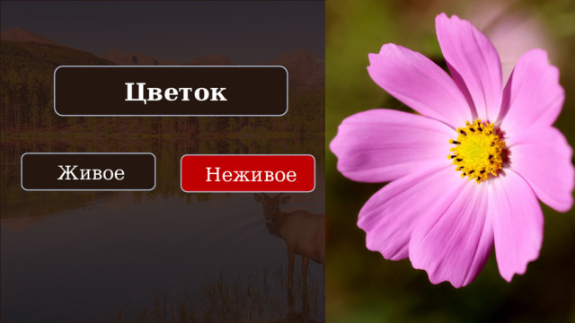  Цветок  Живое  Неживое 