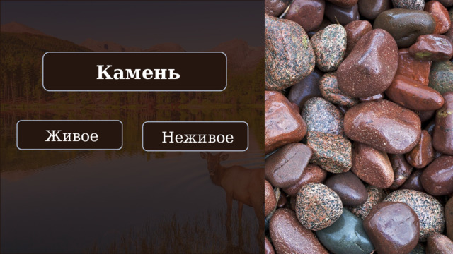  Камень  Живое  Неживое 