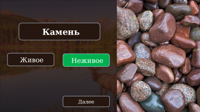  Камень  Живое  Неживое Далее 