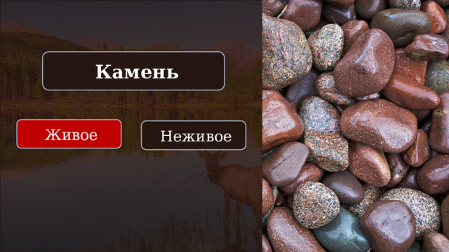  Камень  Живое  Неживое 