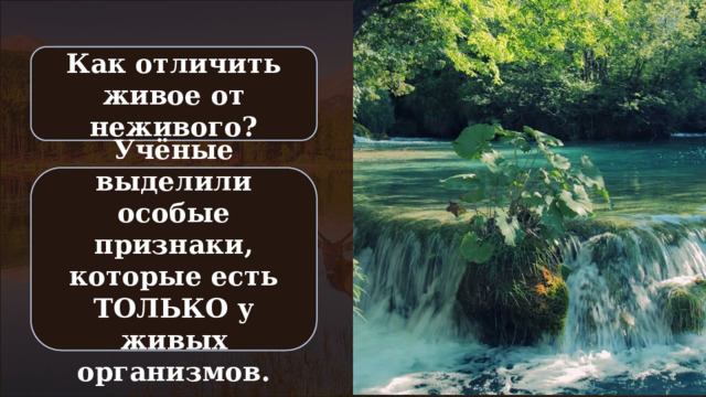 Как отличить живое от неживого? Учёные выделили особые признаки, которые есть ТОЛЬКО у живых организмов. 