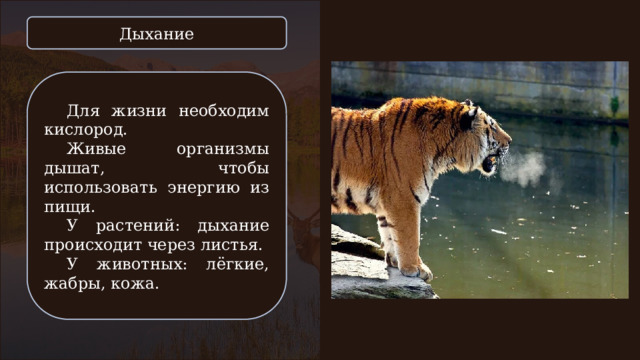 Дыхание Для жизни необходим кислород. Живые организмы дышат, чтобы использовать энергию из пищи. У растений: дыхание происходит через листья. У животных: лёгкие, жабры, кожа. 