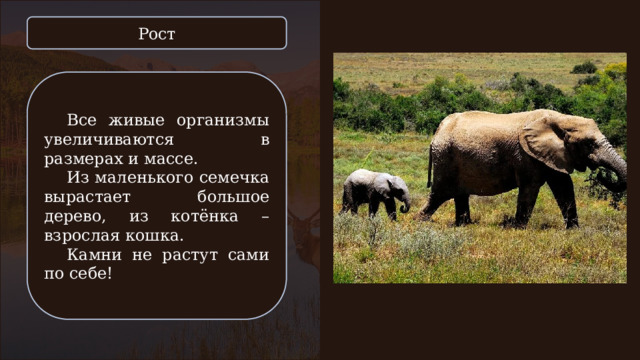 Рост Все живые организмы увеличиваются в размерах и массе. Из маленького семечка вырастает большое дерево, из котёнка – взрослая кошка. Камни не растут сами по себе! 