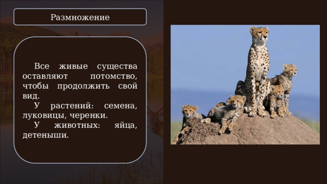 Размножение Все живые существа оставляют потомство, чтобы продолжить свой вид. У растений: семена, луковицы, черенки. У животных: яйца, детеныши. 