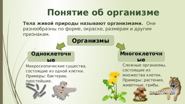  Понятие об организме Тела живой природы называют организмами. Они разнообразны по форме, окраске, размерам и другим признакам. Организмы Многоклеточные Одноклеточные Сложные организмы, состоящие из множества клеток. Примеры: растения, животные, грибы. Микроскопические существа, состоящие из одной клетки. Примеры: бактерии, простейшие. 