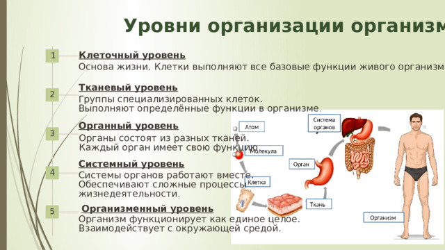 12 Уровни организации организма Клеточный уровень 1 Основа жизни. Клетки выполняют все базовые функции живого организма. Тканевый уровень 2 Группы специализированных клеток. Выполняют определённые функции в организме . Органный уровень 3 Органы состоят из разных тканей. Каждый орган имеет свою функцию . Системный уровень 4 Системы органов работают вместе. Обеспечивают сложные процессы жизнедеятельности . Организменный уровень 5 Организм функционирует как единое целое. Взаимодействует с окружающей средой. 