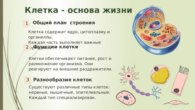 4 Клетка - основа жизни Общий план строения 1 Клетка содержит ядро, цитоплазму и органеллы. Каждая часть выполняет важные функции. Функции клетки 2 Клетки обеспечивают питание, рост и размножение организма. Они реагируют на внешние раздражители. Разнообразие клеток 3 Существуют различные типы клеток: нервные, мышечные, эпителиальные. Каждый тип специализирован. 