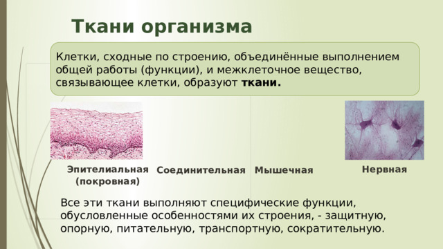  Ткани организма Клетки, сходные по строению, объединённые выполнением общей работы (функции), и межклеточное вещество, связывающее клетки, образуют ткани. Нервная Эпителиальная (покровная) Соединительная Мышечная Все эти ткани выполняют специфические функции, обусловленные особенностями их строения, - защитную, опорную, питательную, транспортную, сократительную. 