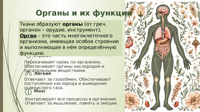 6 Органы и их функции Ткани образуют органы (от греч. органон – орудие, инструмент). Орган – это часть многоклеточного организма, имеющая особое строение и выполняющая в нём определённую функцию. Сердце Перекачивает кровь по организму. Обеспечивает органы кислородом и питательными веществами. Лёгкие Отвечают за газообмен. Обеспечивают поступление кислорода и выведение углекислого газа. Мозг Контролирует все процессы в организме. Отвечает за мышление, память и эмоции . 