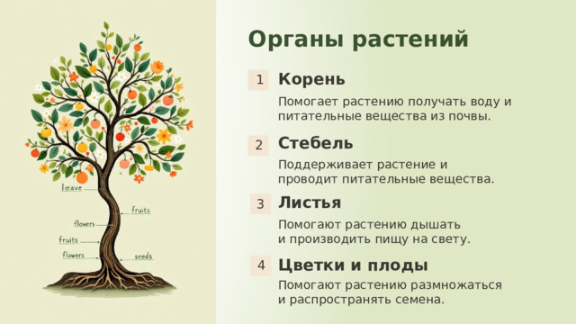 7 Органы растений 1 Корень Помогает растению получать воду и питательные вещества из почвы. Стебель 2 Поддерживает растение и проводит питательные вещества. 3 Листья Помогают растению дышать и производить пищу на свету. 4 Цветки и плоды Помогают растению размножаться и распространять семена. 