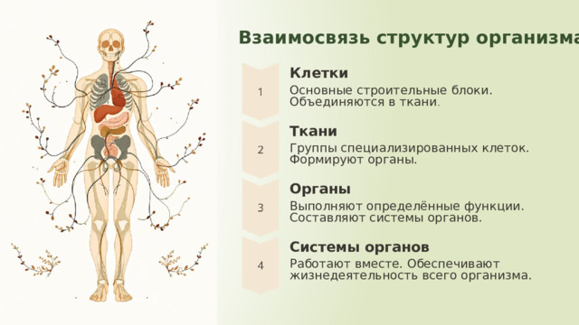 7 Взаимосвязь структур организма Клетки Основные строительные блоки. Объединяются в ткани . Ткани Группы специализированных клеток. Формируют органы. Органы Выполняют определённые функции. Составляют системы органов. Системы органов Работают вместе. Обеспечивают жизнедеятельность всего организма. 