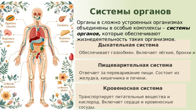 9 Системы органов Органы в сложно устроенных организмах объединены в особые комплексы – системы органов, которые обеспечивают жизнедеятельность таких организмов. Дыхательная система Обеспечивает газообмен. Включает лёгкие, бронхи и трахею. Пищеварительная система Отвечает за переваривание пищи. Состоит из желудка, кишечника и печени. Кровеносная система Транспортирует питательные вещества и кислород. Включает сердце и кровеносные сосуды. 