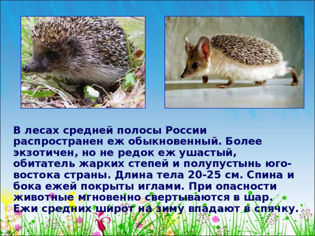  В лесах средней полосы России распространен еж обыкновенный. Более экзотичен, но не редок еж ушастый, обитатель жарких степей и полупустынь юго-востока страны. Длина тела 20-25 см. Спина и бока ежей покрыты иглами. При опасности животные мгновенно свертываются в шар. Ежи средних широт на зиму впадают в спячку. 