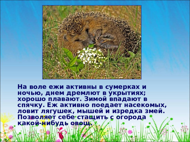  На воле ежи активны в сумерках и ночью, днем дремлют в укрытиях; хорошо плавают. Зимой впадают в спячку. Еж активно поедает насекомых, ловит лягушек, мышей и изредка змей. Позволяет себе стащить с огорода какой-нибудь овощ. 
