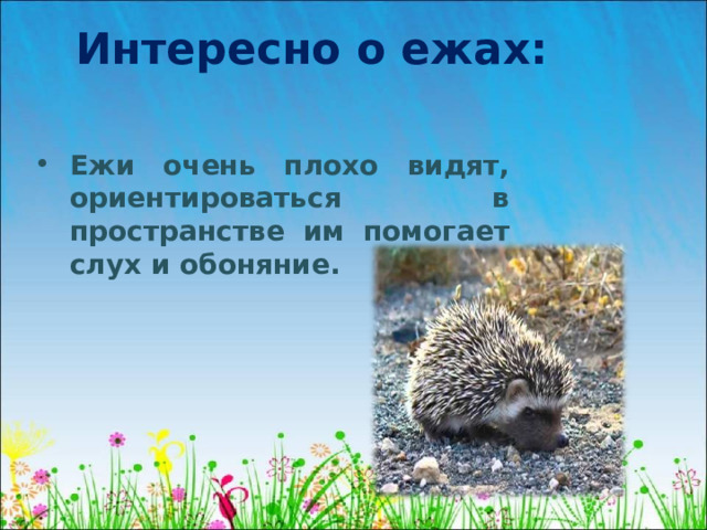Интересно о ежах: Ежи очень плохо видят, ориентироваться в пространстве им помогает слух и обоняние. 