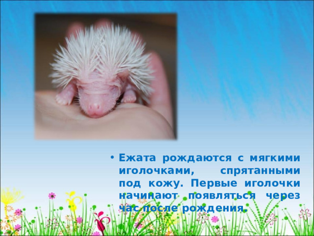 Ежата рождаются с мягкими иголочками, спрятанными под кожу. Первые иголочки начинают появляться через час после рождения. 