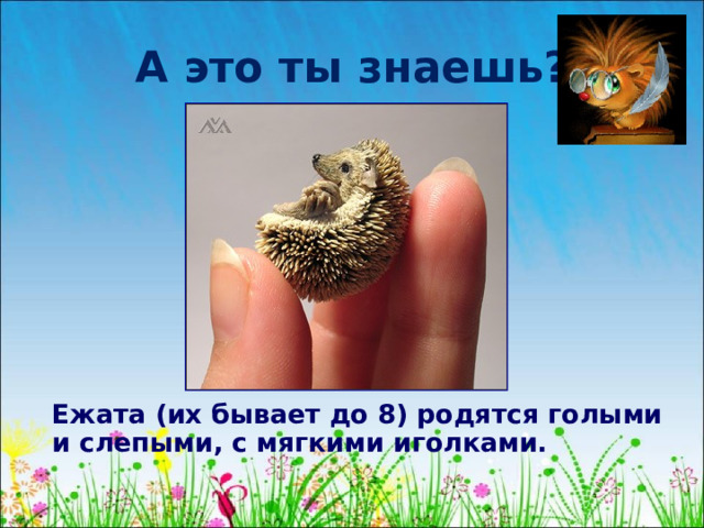 А это ты знаешь?  Ежата (их бывает до 8) родятся голыми и слепыми, с мягкими иголками. 