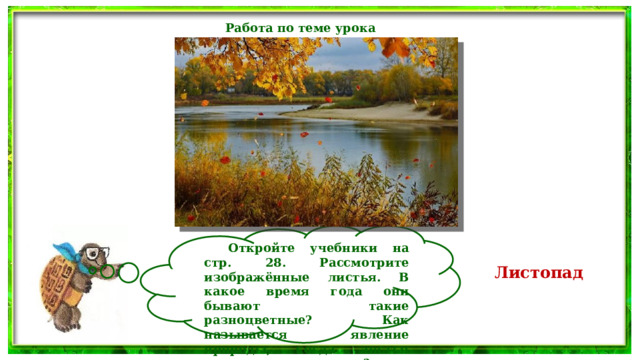 Работа по теме урока   Откройте учебники на стр. 28. Рассмотрите изображённые листья. В какое время года они бывают такие разноцветные? Как называется явление природы, когда листья осыпаются с деревьев? Листопад 