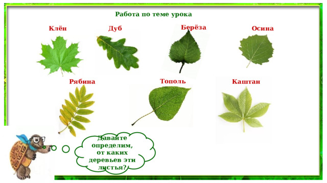 Работа по теме урока Берёза Дуб Осина Клён Тополь Рябина Каштан Давайте определим, от каких деревьев эти листья? 