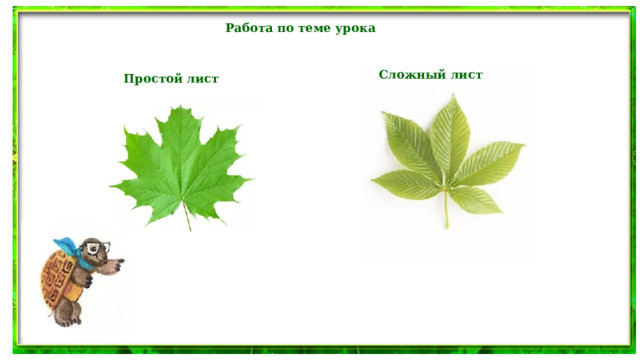 Работа по теме урока Сложный лист Простой лист 