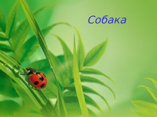 Собака 