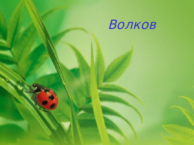 Волков 
