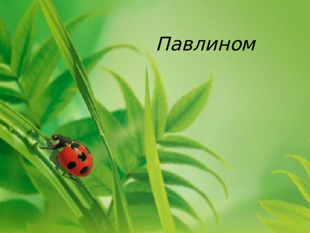 Павлином  