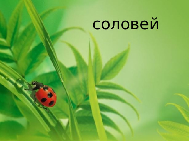соловей 