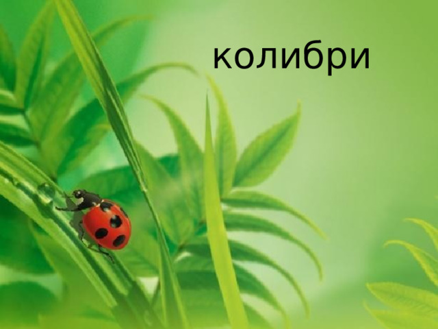 колибри 