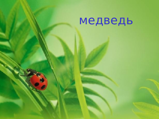 медведь  