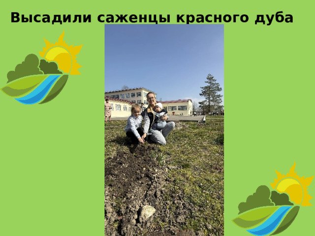 Высадили саженцы красного дуба 