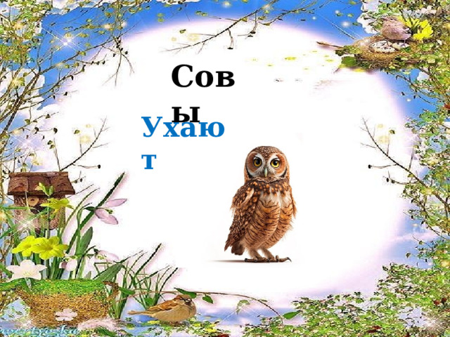 Совы Ухают 