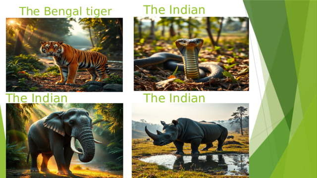 The Bengal tiger The Indian cobra The Indian elephant The Indian rhino 
