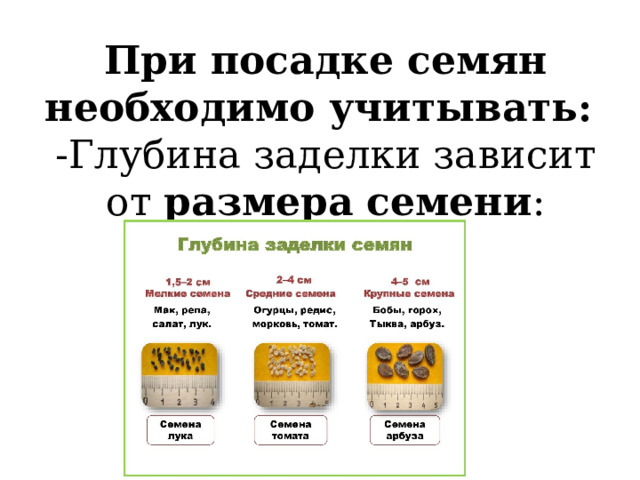 При посадке семян необходимо учитывать:   -Глубина заделки зависит от размера семени :       