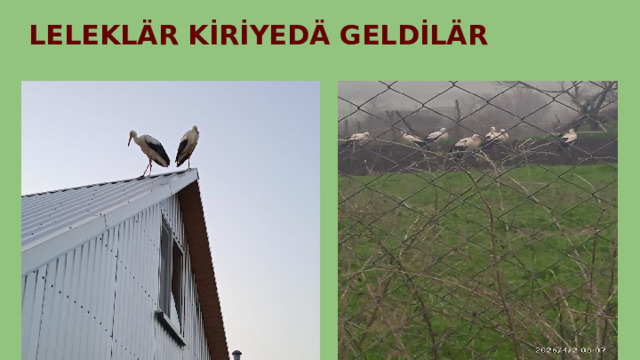 LELEKLÄR KİRİYEDÄ GELDİLÄR 