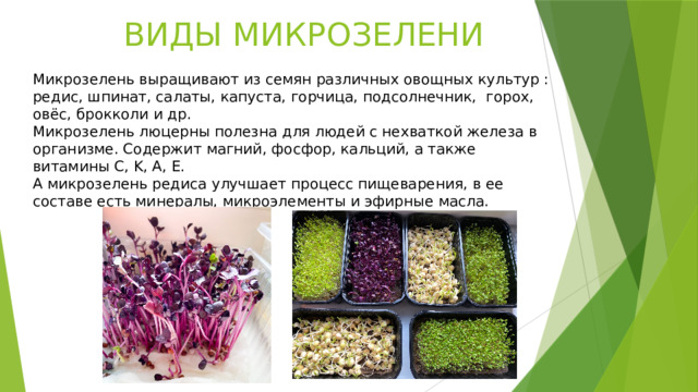 ВИДЫ МИКРОЗЕЛЕНИ Микрозелень выращивают из семян различных овощных культур : редис, шпинат, салаты, капуста, горчица, подсолнечник, горох, овёс, брокколи и др. Микрозелень люцерны полезна для людей с нехваткой железа в организме. Содержит магний, фосфор, кальций, а также витамины C, K, A, E. А микрозелень редиса улучшает процесс пищеварения, в ее составе есть минералы, микроэлементы и эфирные масла. 