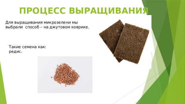 ПРОЦЕСС ВЫРАЩИВАНИЯ Для выращивания микрозелени мы выбрали способ – на джутовом коврике. Такие семена как: редис. 