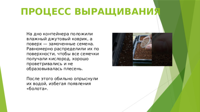 ПРОЦЕСС ВЫРАЩИВАНИЯ На дно контейнера положили влажный джутовый коврик, а поверх — замоченные семена. Равномерно распределили их по поверхности, чтобы все семечки получали кислород, хорошо проветривались и не образовывалась плесень. После этого обильно опрыснули их водой, избегая появления «болота». 