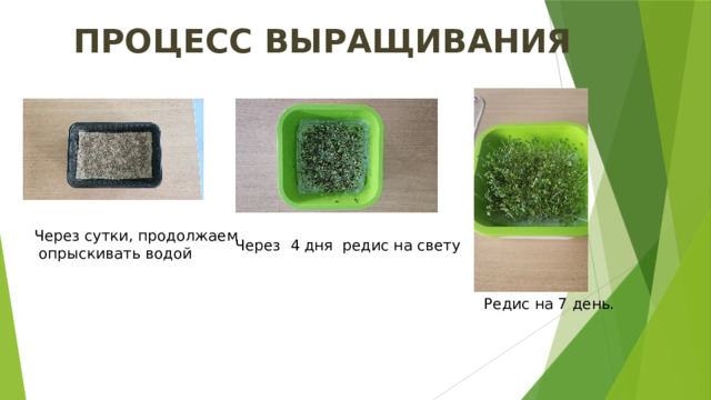 ПРОЦЕСС ВЫРАЩИВАНИЯ Через сутки, продолжаем  опрыскивать водой Через 4 дня редис на свету  Редис на 7 день. 