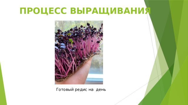 ПРОЦЕСС ВЫРАЩИВАНИЯ Готовый редис на день 