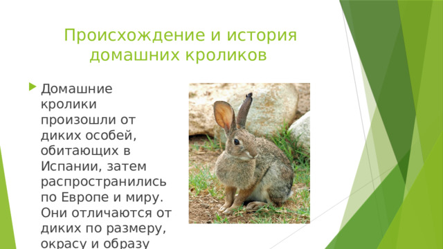 Происхождение и история домашних кроликов Домашние кролики произошли от диких особей, обитающих в Испании, затем распространились по Европе и миру. Они отличаются от диких по размеру, окрасу и образу жизни. 