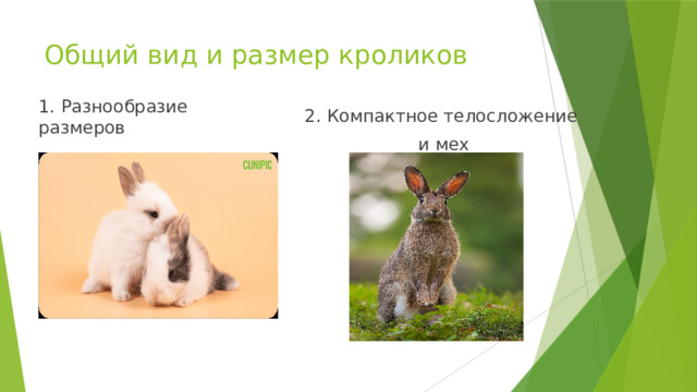 Общий вид и размер кроликов 1. Разнообразие размеров 2. Компактное телосложение  и мех 