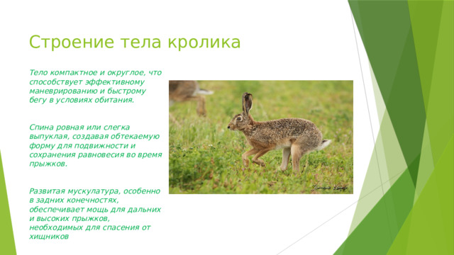 Строение тела кролика Тело компактное и округлое, что способствует эффективному маневрированию и быстрому бегу в условиях обитания.  Спина ровная или слегка выпуклая, создавая обтекаемую форму для подвижности и сохранения равновесия во время прыжков.  Развитая мускулатура, особенно в задних конечностях, обеспечивает мощь для дальних и высоких прыжков, необходимых для спасения от хищников 